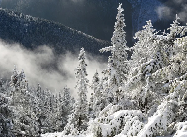 Firmes abaixo da neve em uma paisagem de inverno . — Fotografia de Stock
