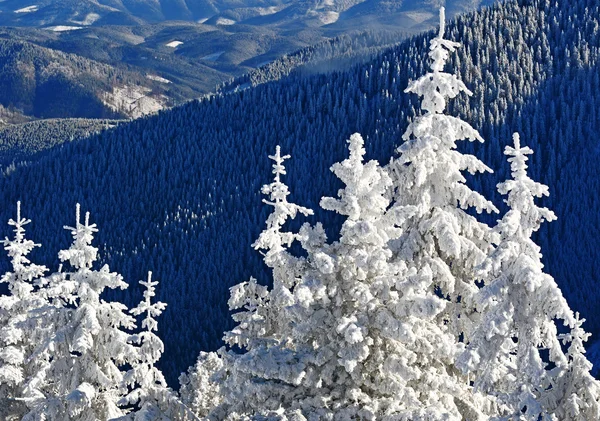 Des sapins sous la neige dans un paysage hivernal . — Photo