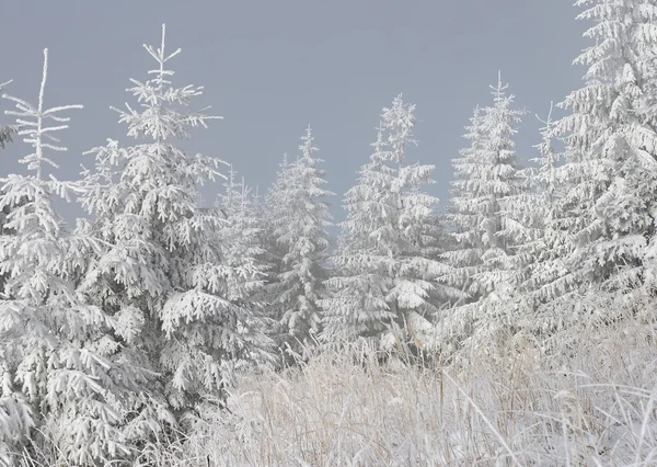 Tannen unter Schnee in einer Winterlandschaft. — Stockfoto