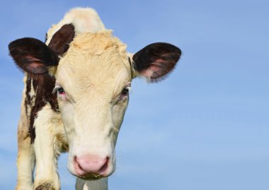 bir yaz derisindeki bir kırsal manzara mera