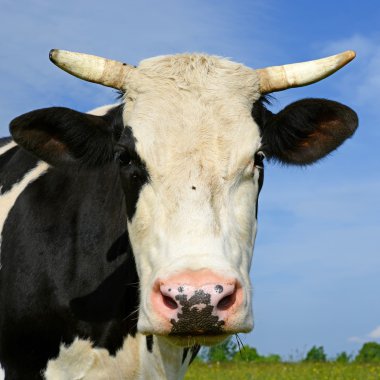 bir inek bir mera karşı başkanı