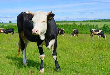 bir yaz yaz kırsal manzara mera üzerinde ineklerin.