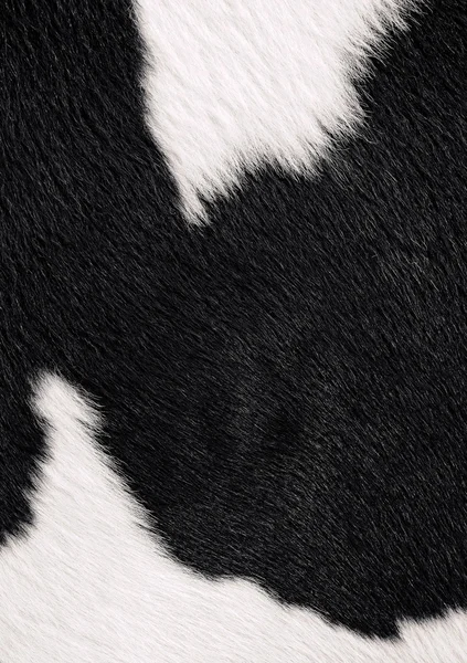 A fragment of a skin of a cow close up on a background photo — Stock Photo, Image