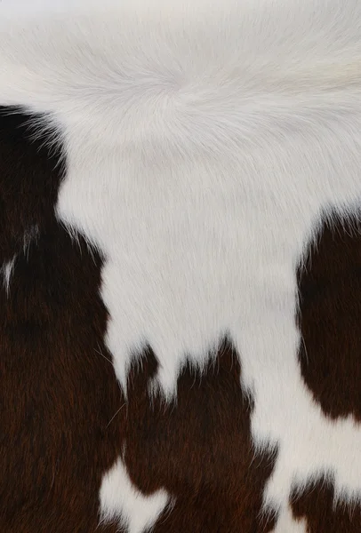 El fragmento de la piel de la vaca se acercan a la foto de fondo — Foto de Stock