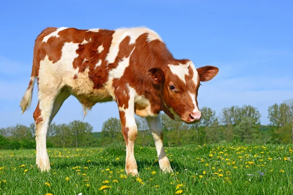 Kalven på en sommar betesmark i landsbygdens landskap — Stockfoto