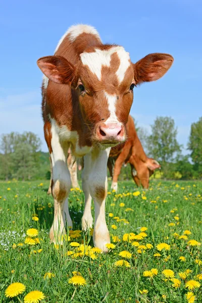 The calf on a summer pasture in a rural landscape — Stock Photo, Image