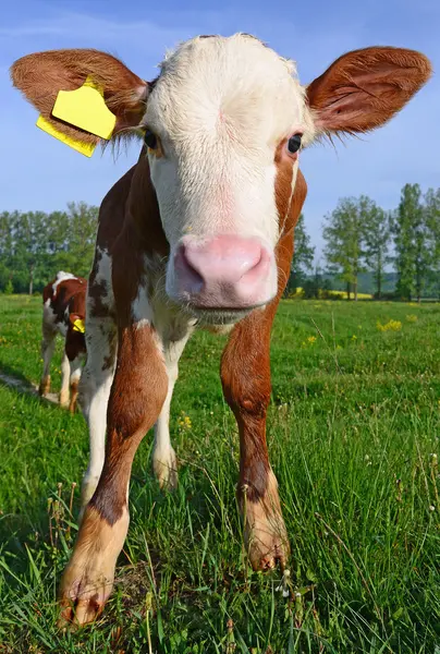 El ternero en un pasto de verano en un paisaje rural —  Fotos de Stock