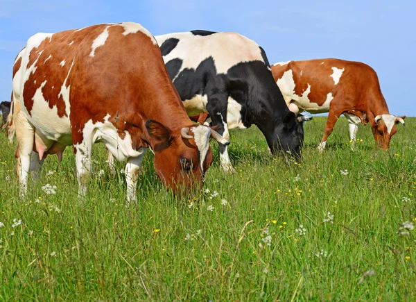 Vaches sur un pâturage d'été dans un paysage rural d'été . — Photo