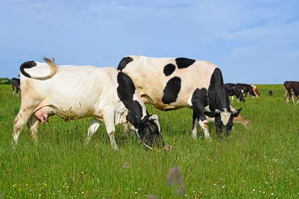 Las vacas en un pasto de verano en un paisaje rural de verano . — Foto de Stock