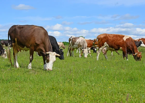 A nyári legelőn a nyári vidéki táj tehenek. — Stock Fotó