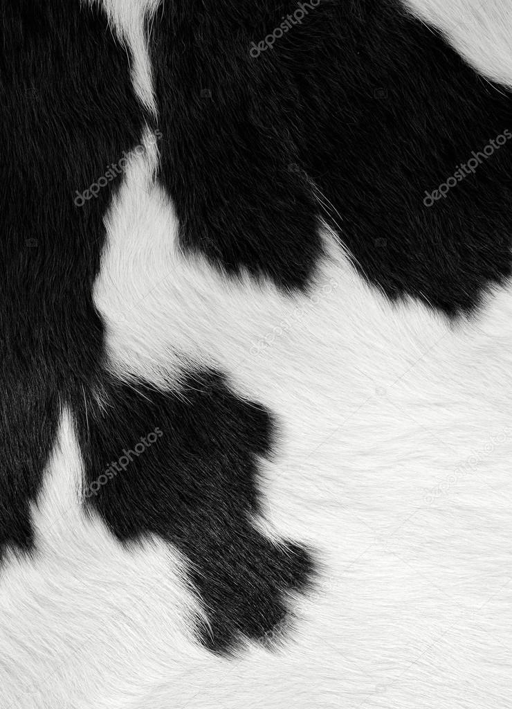 A fragment of a skin of a cow close up on a background photo