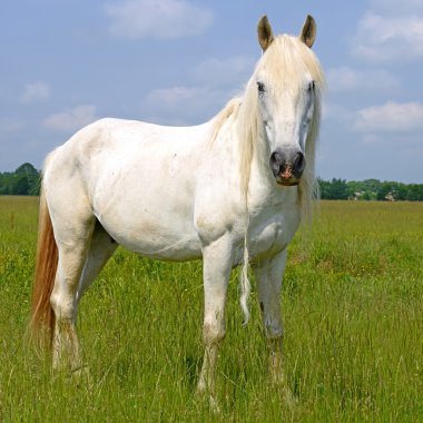 at üstünde bir yaz kırsal manzara mera