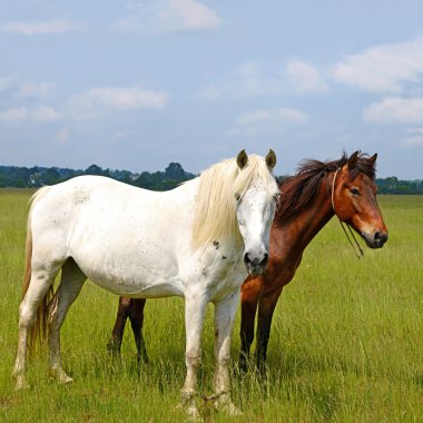 Kırsal alanda yaz otlaklarında atlar. 