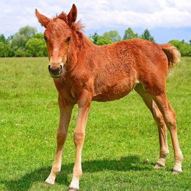 bir yaz kırsal manzara mera üzerinde bir tayı