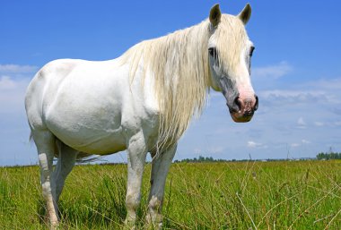 at üstünde bir yaz kırsal manzara mera