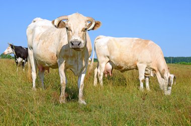 bir yaz yaz kırsal manzara mera üzerinde ineklerin.