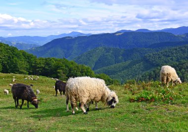 Bir yaz manzara dağda koyun