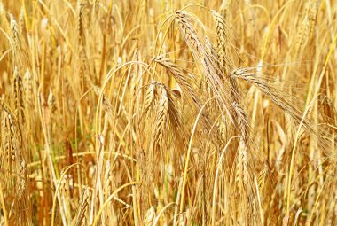 Kırsal manzara alanında tahıl