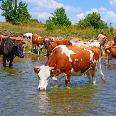 İnekler üzerine yaz kırsal peyzaj sulama yerde.