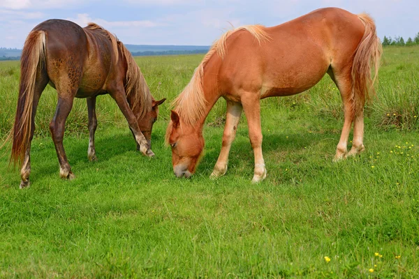 Kırsal alanda yaz otlaklarında atlar. 