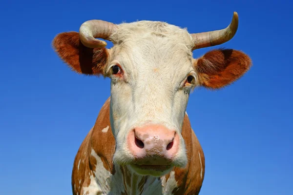 A head of a cow close up against the sky in a rural landscape — Stock Photo, Image