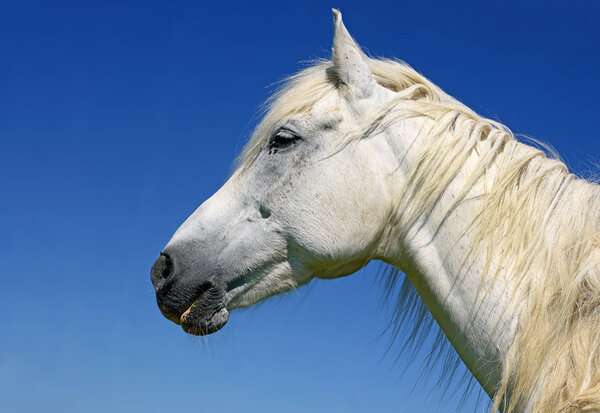 Heads of horses against the sky