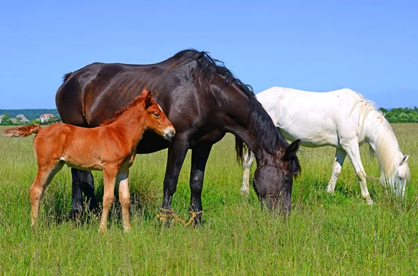 夏の牧草地での雌馬との戦い — ストック写真