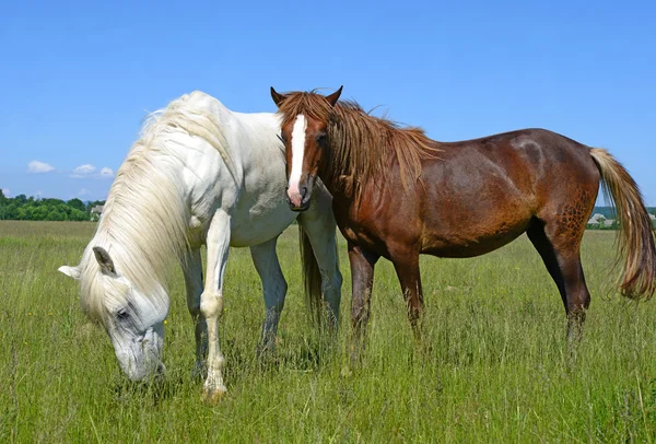 Hästar på en sommarhage i ett lantligt landskap. — Stockfoto