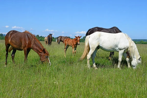 Caballos en un pastizal de verano en un paisaje rural . — Foto de Stock