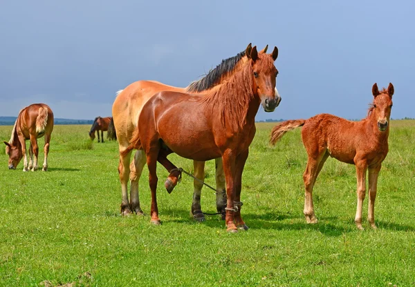 Paarden op een zomerweide in een landelijk landschap. — Stockfoto