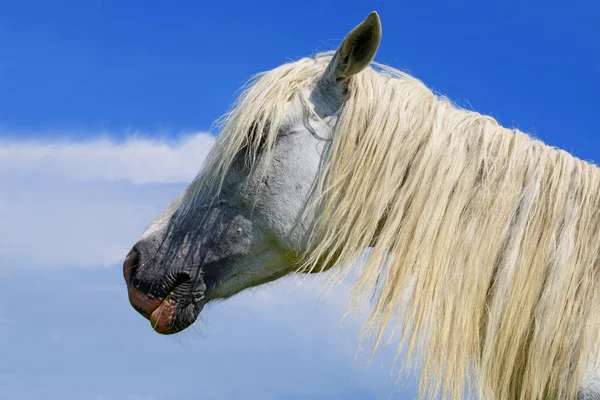 Hoofden van paarden tegen de hemel — Stockfoto