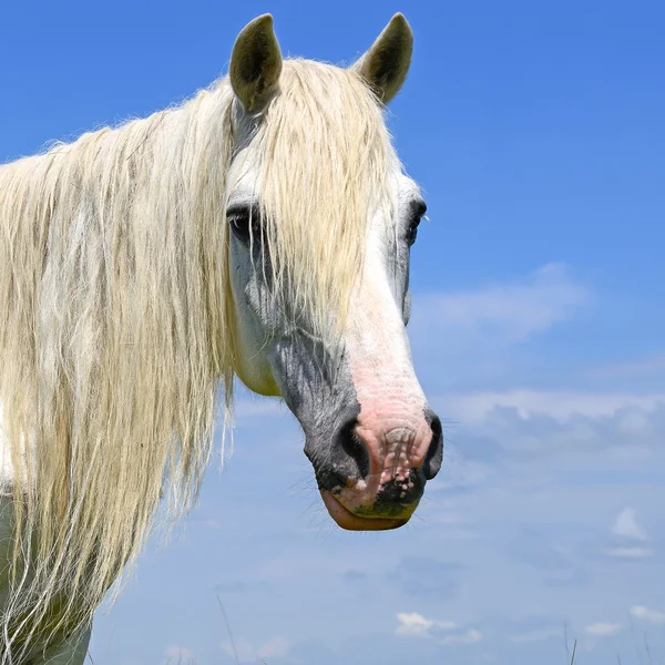 Teste di cavallo contro il cielo — Foto Stock