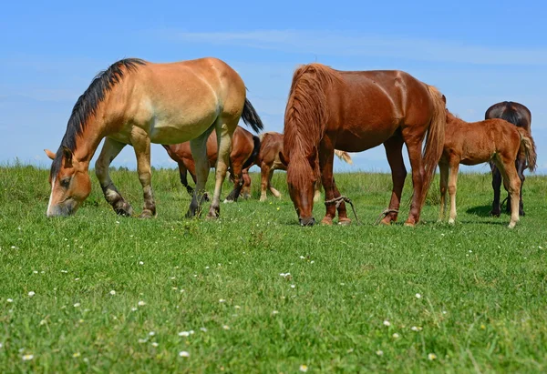 Caballos en un pastizal de verano en un paisaje rural . — Foto de Stock