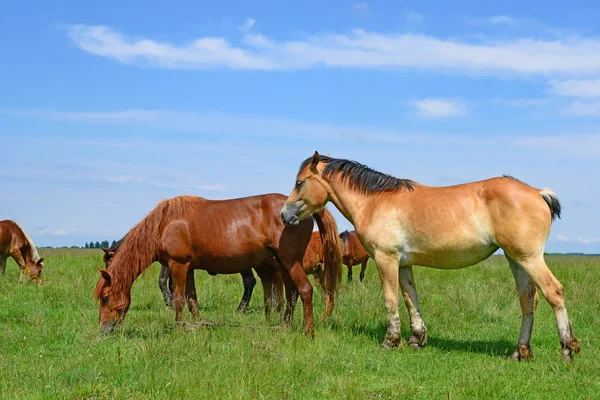 Pferde auf einer Sommerweide in ländlicher Landschaft. — Stockfoto