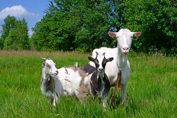 Une chèvre avec des enfants dans un pâturage d'été dans un paysage rural — Photo