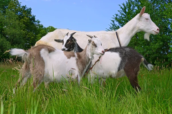 Une chèvre avec des enfants dans un pâturage d'été dans un paysage rural — Photo