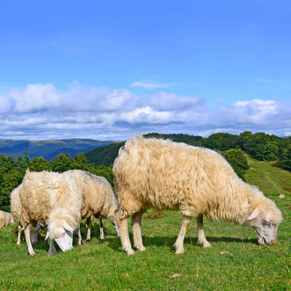 Schafe in den Bergen in einer Sommerlandschaft — Stockfoto