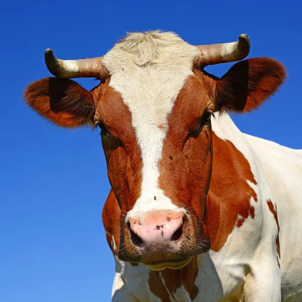 Egy fej, egy tehén zárja be, szemben az ég, a vidéki táj. — Stock Fotó
