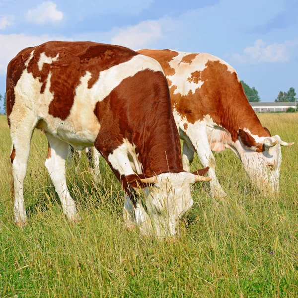 Cows on a summer pasture Stock Image