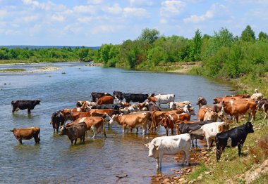 İnekler üzerine yaz kırsal peyzaj sulama yerde.