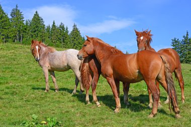 Kırsal alanda yaz otlaklarında atlar.
