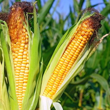 Kırsal manzara içinde genç Mısır