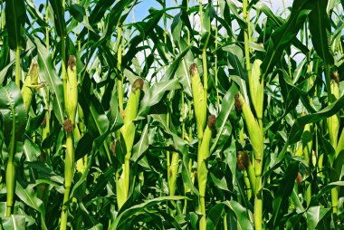 Kırsal manzara içinde genç Mısır