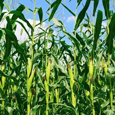 Kırsal manzara içinde genç Mısır