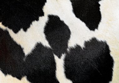 bir deri bir inek bir yakın çekim bir arka plan resmi