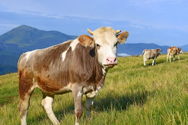 Das Kalb auf der Sommerweide in den Karpaten — Stockfoto