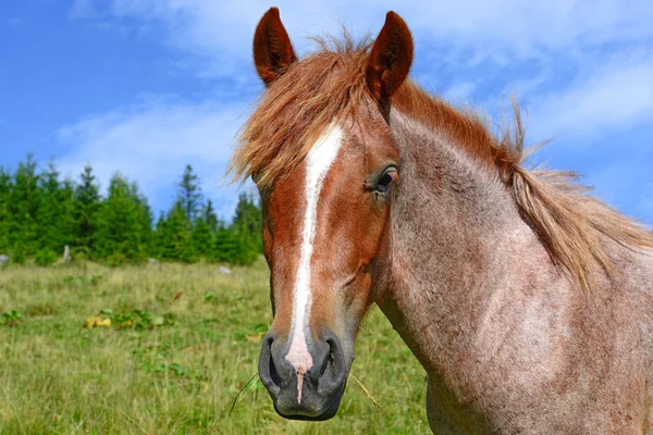 Uma cabeça de um cavalo fecha-se contra um pasto em uma paisagem rural — Fotografia de Stock