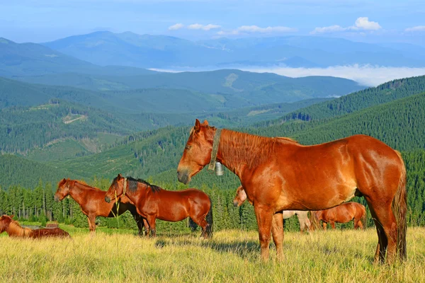 Horseson 夏は、カルパティア山脈で牧草を食べる。ウクライナ — ストック写真