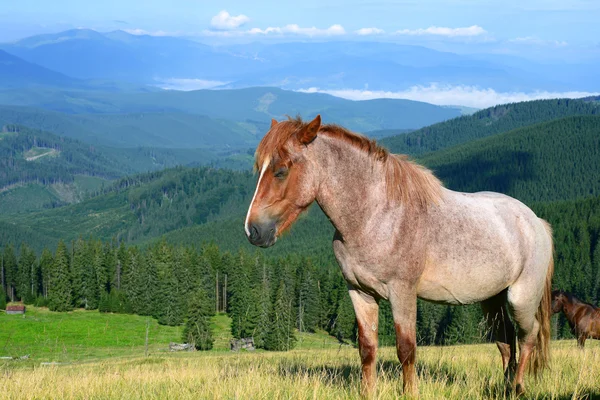 Hest på sommerbeite i Karpatene. Ukraina – stockfoto