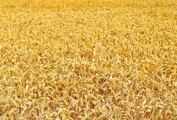 Campo de grano en el paisaje rural — Foto de Stock